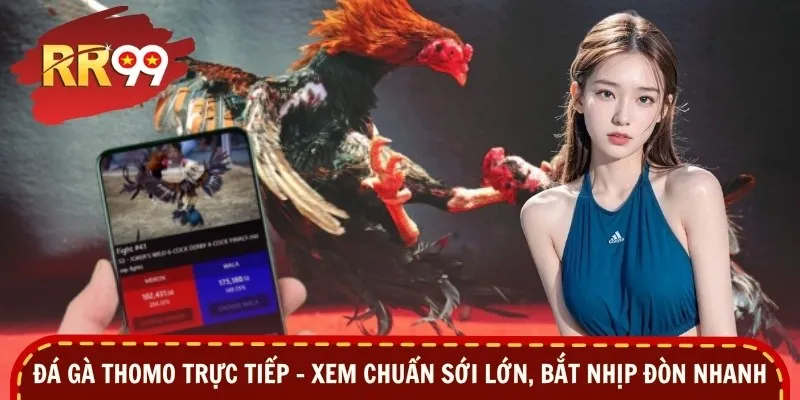 Đá gà Thomo trực tiếp – Xem Chuẩn Sới Lớn, Bắt Nhịp Đòn Nhanh