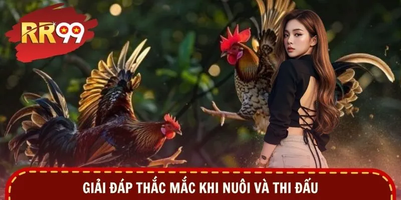 Giải đáp thắc mắc khi nuôi và thi đấu