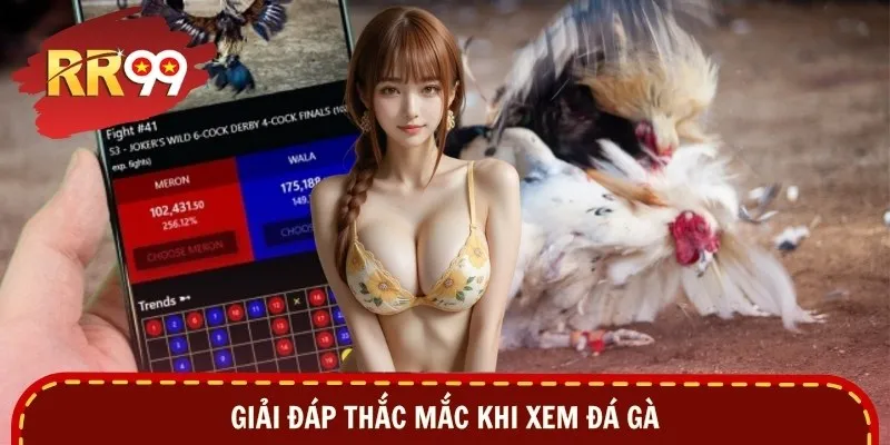 Giải đáp thắc mắc khi xem đá gà